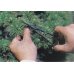 Photo2: Bud trimming shears for Pines and Junipers (MASAKUNI) (2)