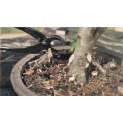 Photo3: Root cutter / Large size (MASAKUNI)
