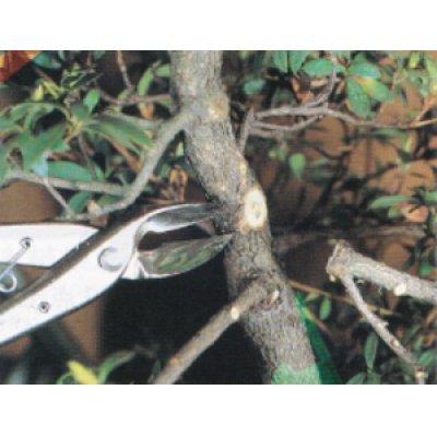 Photo4: Concave branch cutter / New type (MASAKUNI)