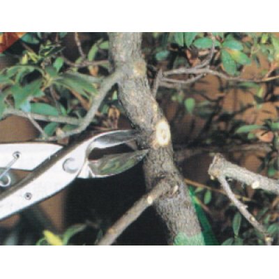 Photo4: Concave branch cutter / Small size / Spherical blade (MASAKUNI)