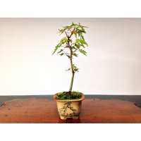 Japanese Maple (Acer palmatum) / Yama Momiji