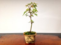 Japanese Maple (Acer palmatum) / Yama Momiji