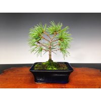 Five Needle Pine (Pinus parviflora) / Goyo Matsu