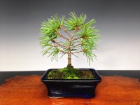 Five Needle Pine (Pinus parviflora) / Goyo Matsu