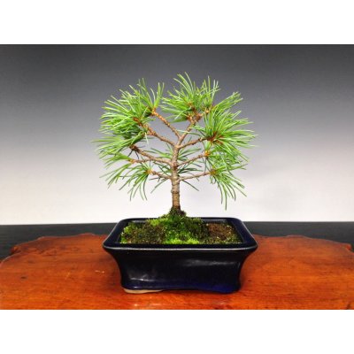 Photo1: Five Needle Pine (Pinus parviflora) / Goyo Matsu