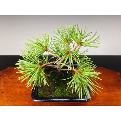 Photo5: Five Needle Pine (Pinus parviflora) / Goyo Matsu