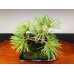 Photo5: Five Needle Pine (Pinus parviflora) / Goyo Matsu (5)