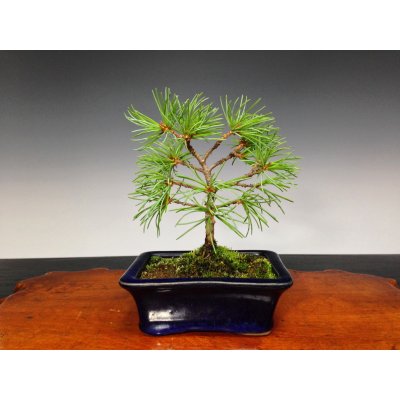 Photo2: Five Needle Pine (Pinus parviflora) / Goyo Matsu