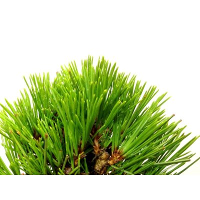 Photo6: Pinus thunbergii "Nisikimatsu" (Japanese Black Pine) / Nishikimatsu (Kuromatsu) / Small size Bonsai