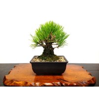 Pinus thunbergii "Nisikimatsu" (Japanese Black Pine) / Nishikimatsu (Kuromatsu) / Small size Bonsai 