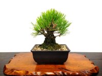 Pinus thunbergii "Nisikimatsu" (Japanese Black Pine) / Nishikimatsu (Kuromatsu) / Small size Bonsai 