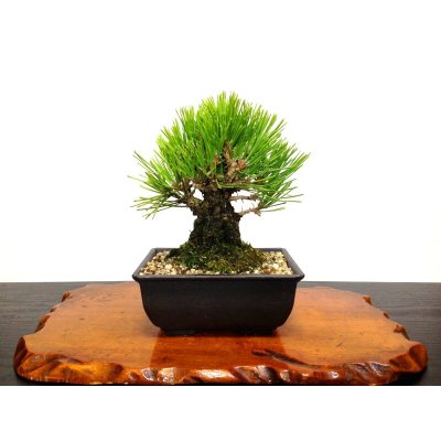 Photo1: Pinus thunbergii "Nisikimatsu" (Japanese Black Pine) / Nishikimatsu (Kuromatsu) / Small size Bonsai 