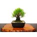 Photo1: Pinus thunbergii "Nisikimatsu" (Japanese Black Pine) / Nishikimatsu (Kuromatsu) / Small size Bonsai  (1)