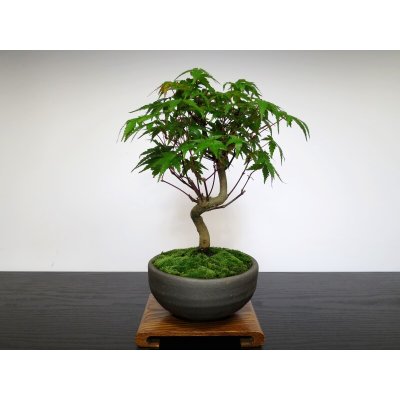 Photo4: Acer palmatum (Japanese Maple) / Yama Momiji / Small size Bonsai 