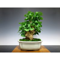 Ginkgo biloba (Maidenhair tree) / Icho / Middle size Bonsai 