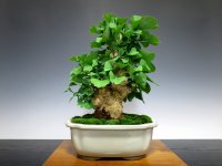 Ginkgo biloba (Maidenhair tree) / Icho / Middle size Bonsai 