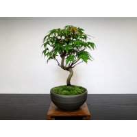 Acer palmatum (Japanese Maple) / Yama Momiji / Small size Bonsai 