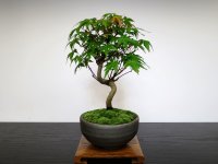 Acer palmatum (Japanese Maple) / Yama Momiji / Small size Bonsai 