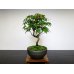 Photo1: Acer palmatum (Japanese Maple) / Yama Momiji / Small size Bonsai  (1)