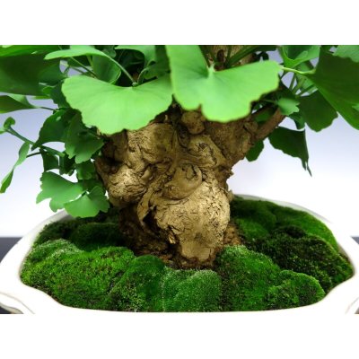 Photo5: Ginkgo biloba (Maidenhair tree) / Icho / Middle size Bonsai 