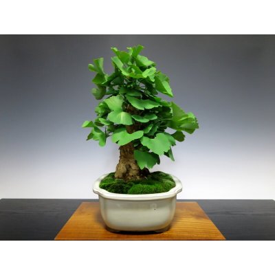 Photo7: Ginkgo biloba (Maidenhair tree) / Icho / Middle size Bonsai 