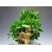 Photo3: Ginkgo biloba (Maidenhair tree) / Icho / Middle size Bonsai 