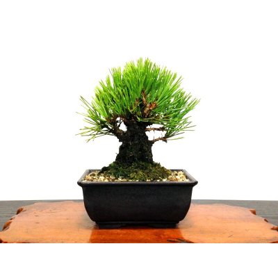 Photo7: Pinus thunbergii "Nisikimatsu" (Japanese Black Pine) / Nishikimatsu (Kuromatsu) / Small size Bonsai