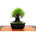 Photo7: Pinus thunbergii "Nisikimatsu" (Japanese Black Pine) / Nishikimatsu (Kuromatsu) / Small size Bonsai 