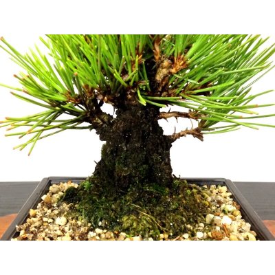 Photo5: Pinus thunbergii "Nisikimatsu" (Japanese Black Pine) / Nishikimatsu (Kuromatsu) / Small size Bonsai