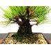 Photo5: Pinus thunbergii "Nisikimatsu" (Japanese Black Pine) / Nishikimatsu (Kuromatsu) / Small size Bonsai 