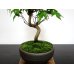 Photo5: Acer palmatum (Japanese Maple) / Yama Momiji / Small size Bonsai  (5)
