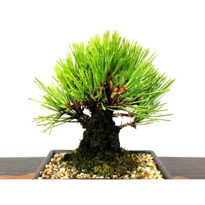 Photo4: Pinus thunbergii "Nisikimatsu" (Japanese Black Pine) / Nishikimatsu (Kuromatsu) / Small size Bonsai