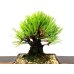 Photo4: Pinus thunbergii "Nisikimatsu" (Japanese Black Pine) / Nishikimatsu (Kuromatsu) / Small size Bonsai 