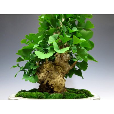 Photo2: Ginkgo biloba (Maidenhair tree) / Icho / Middle size Bonsai 