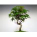 Photo3: Acer palmatum (Japanese Maple) / Yama Momiji / Small size Bonsai 