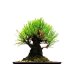 Photo9: Pinus thunbergii "Nisikimatsu" (Japanese Black Pine) / Nishikimatsu (Kuromatsu) / Small size Bonsai 