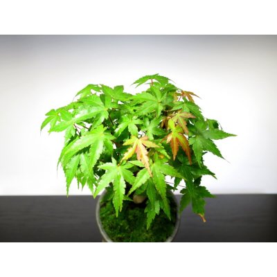 Photo6: Acer palmatum (Japanese Maple) / Yama Momiji / Small size Bonsai 