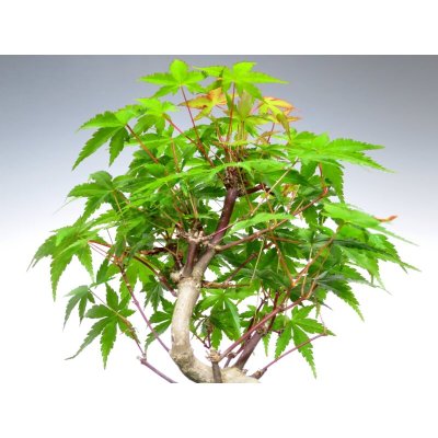 Photo2: Acer palmatum (Japanese Maple) / Yama Momiji / Small size Bonsai 