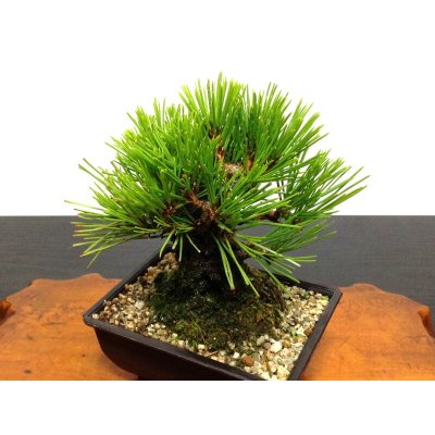 Photo3: Pinus thunbergii "Nisikimatsu" (Japanese Black Pine) / Nishikimatsu (Kuromatsu) / Small size Bonsai