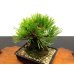 Photo3: Pinus thunbergii "Nisikimatsu" (Japanese Black Pine) / Nishikimatsu (Kuromatsu) / Small size Bonsai 