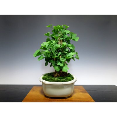 Photo8: Ginkgo biloba (Maidenhair tree) / Icho / Middle size Bonsai 
