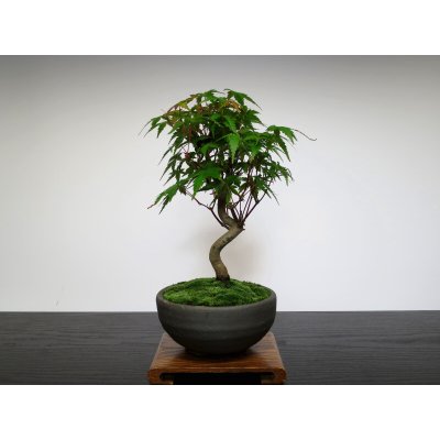 Photo7: Acer palmatum (Japanese Maple) / Yama Momiji / Small size Bonsai 