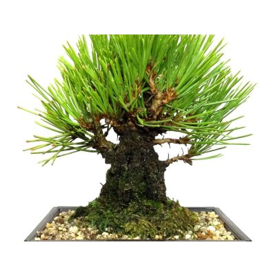 Photo2: Pinus thunbergii "Nisikimatsu" (Japanese Black Pine) / Nishikimatsu (Kuromatsu) / Small size Bonsai 