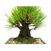 Photo2: Pinus thunbergii "Nisikimatsu" (Japanese Black Pine) / Nishikimatsu (Kuromatsu) / Small size Bonsai  (2)