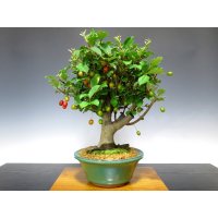 Elaeagnus pungens (Thorny olive) / Gumi / Middle size Bonsai 