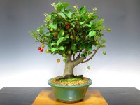 Elaeagnus pungens (Thorny olive) / Gumi / Middle size Bonsai 