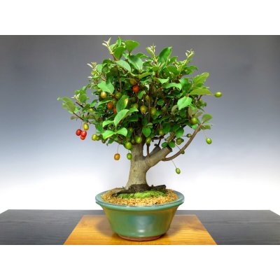 Photo1: Elaeagnus pungens (Thorny olive) / Gumi / Middle size Bonsai 