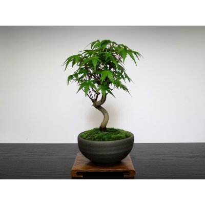Photo8: Acer palmatum (Japanese Maple) / Yama Momiji / Small size Bonsai 