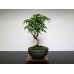 Photo8: Acer palmatum (Japanese Maple) / Yama Momiji / Small size Bonsai  (8)