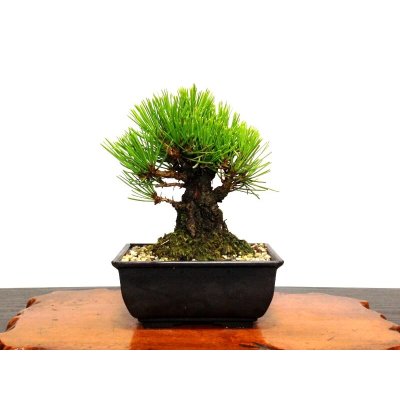 Photo8: Pinus thunbergii "Nisikimatsu" (Japanese Black Pine) / Nishikimatsu (Kuromatsu) / Small size Bonsai
